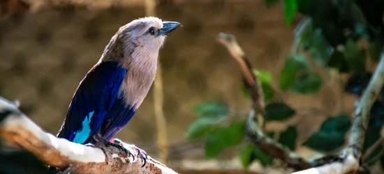 STJ decide: animais silvestres não podem ser reintegrados ao habitat natural após longo período de convivência doméstica